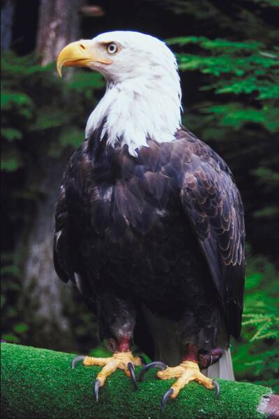 Eagle in North Vancouver